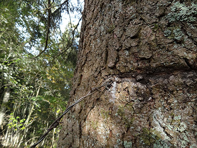 Modern photograph of the base of the trunk of a large evergreen tree.