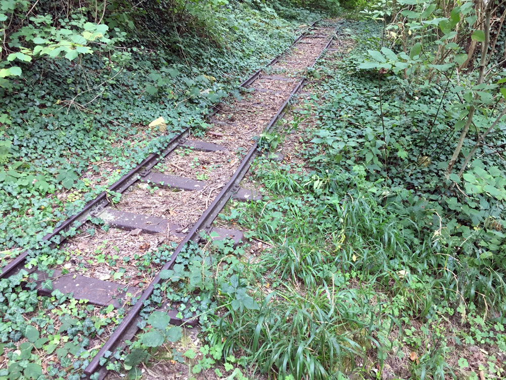 Photograph of a small set of railroad tracks running through overgrown weeds.