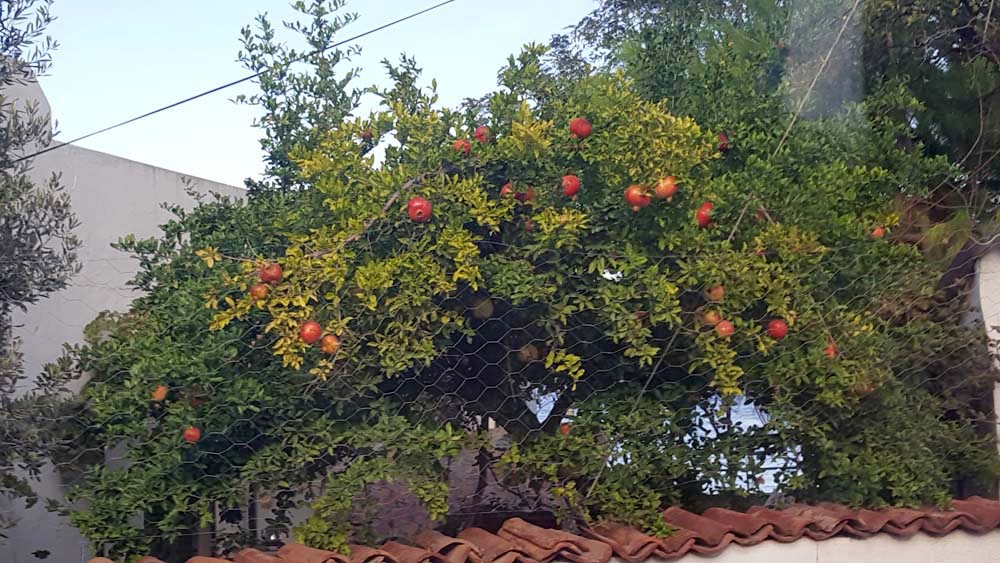 Persimmon tree in a garden.
