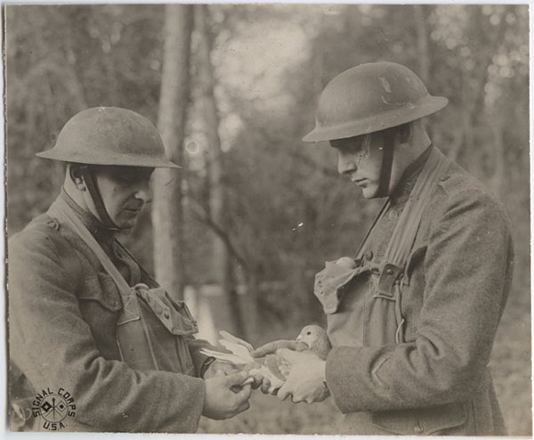 Black and white photo of two white WWI soldiers in American doughboy helmets standing outside in a grassy clearing with trees in the background. One soldier is holding a pigeon in his hands while the other attaches a message to the pigeon.