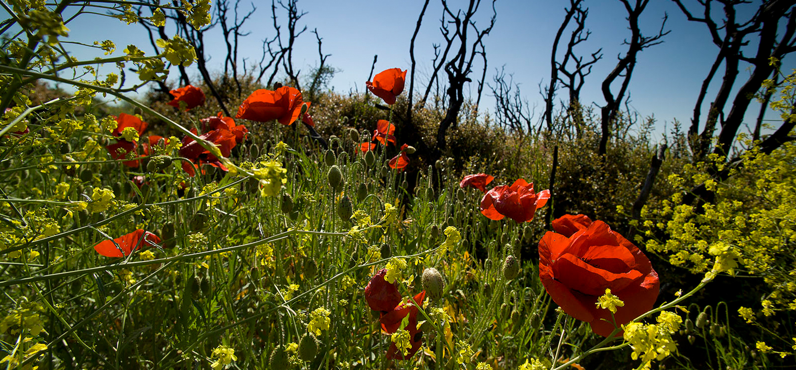 Modern photograph of a lush green field dotted with bright red poppies