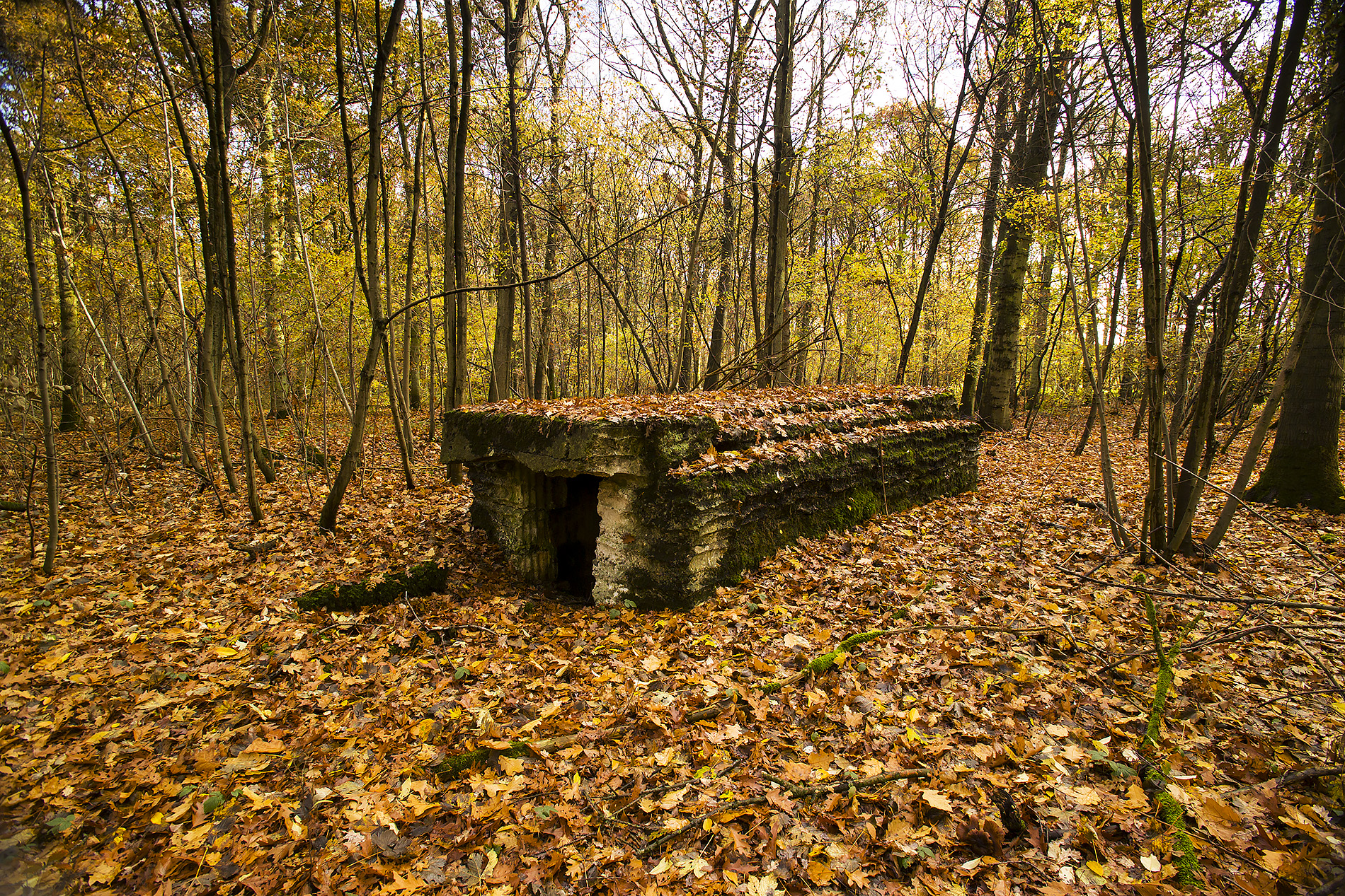 Modern photograph of a wood with golden autumn leaves covering the forest floor. A concrete bunker structure rises from the ground.