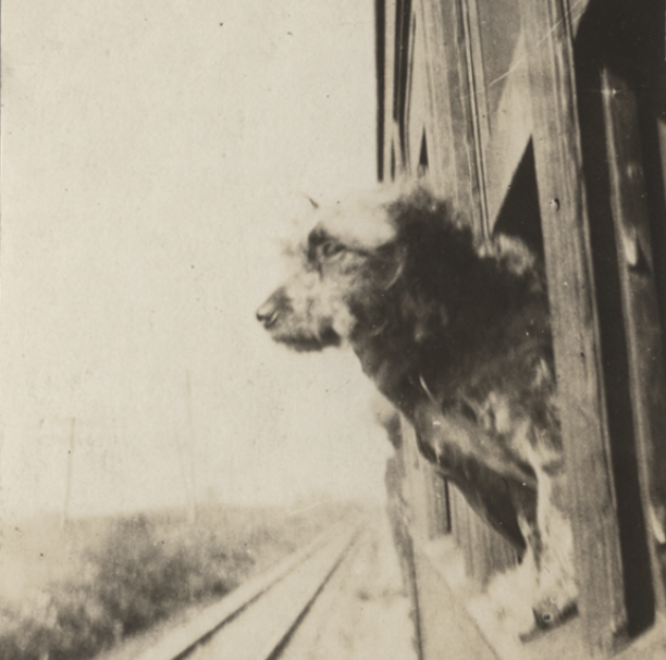 A small dog standing on the window ledge of a train, looking out at the field passing by.