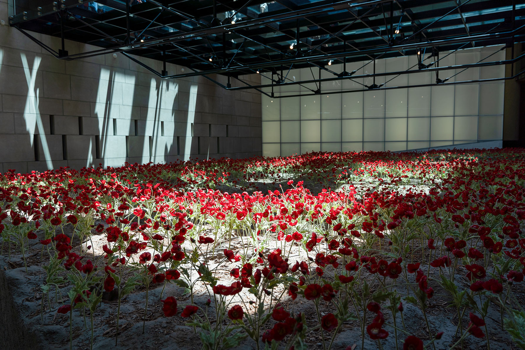 A small field of artificial poppies under a glass bridge