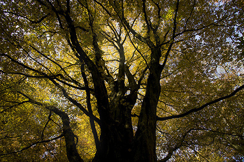 Modern photograph of a huge, scarred tree with sunlight filtering through the leaves casting a golden glow on the scene